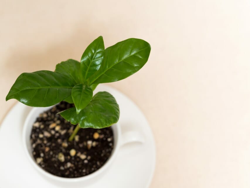 日本でもコーヒー栽培はできるの?