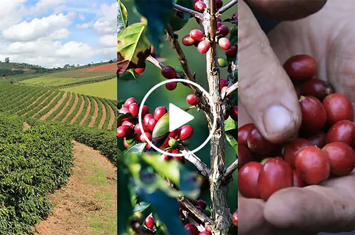 コーヒーができるまで