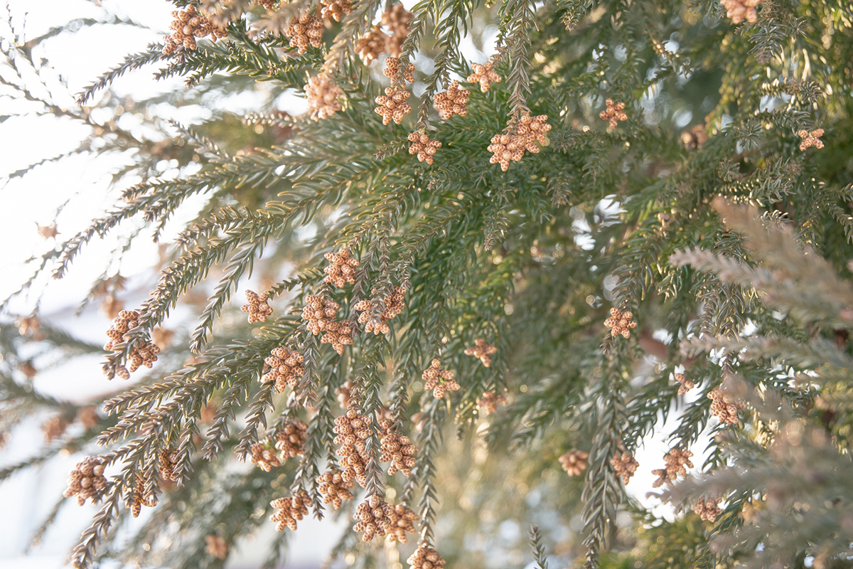 columimg220317 | コーヒーステーション コーヒーと花粉症