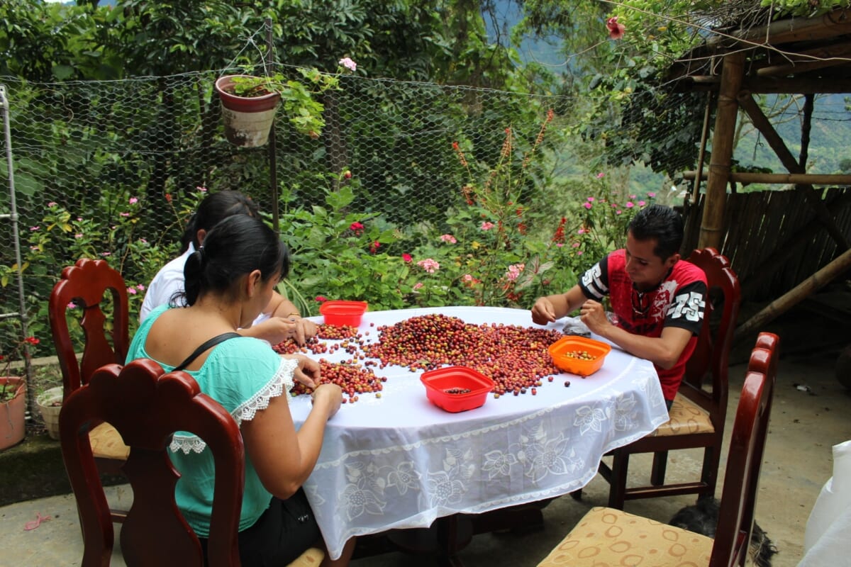 コロナによるコロンビアのコーヒーへの影響と現状
