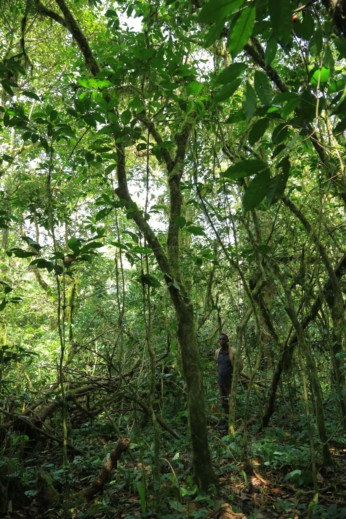 コーヒーの原木とは？