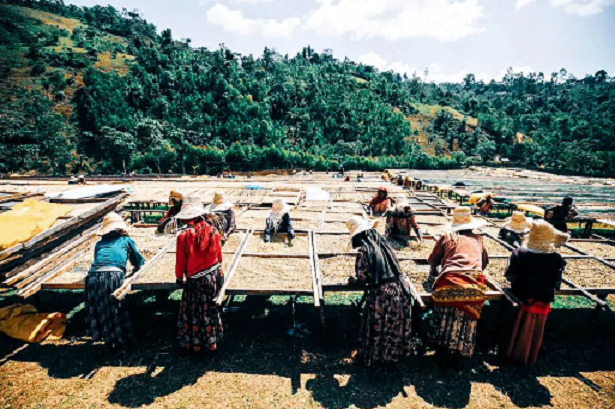 多彩な風味をもつユニークな　アイラ（エチオピア）