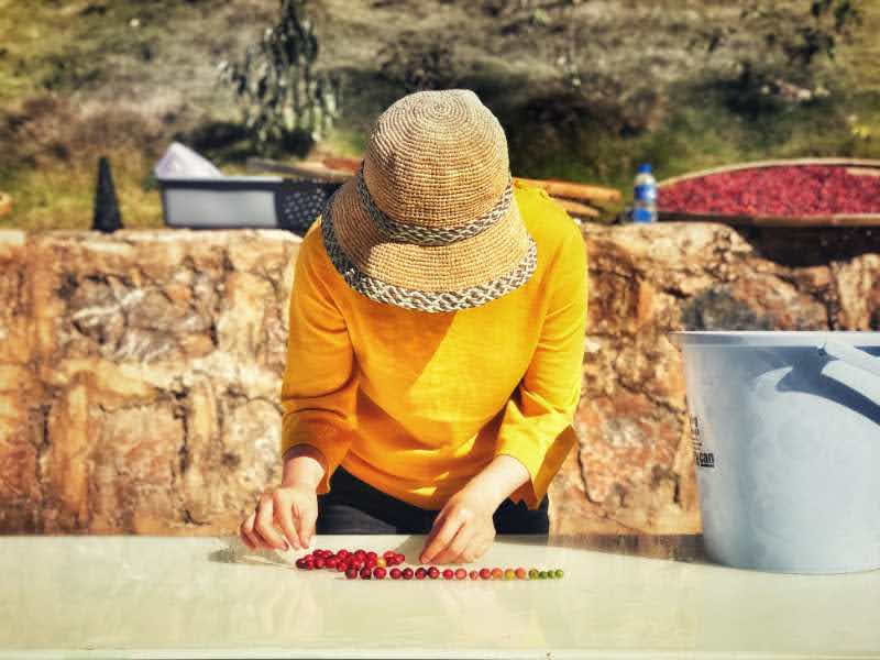 どんなコーヒー豆？