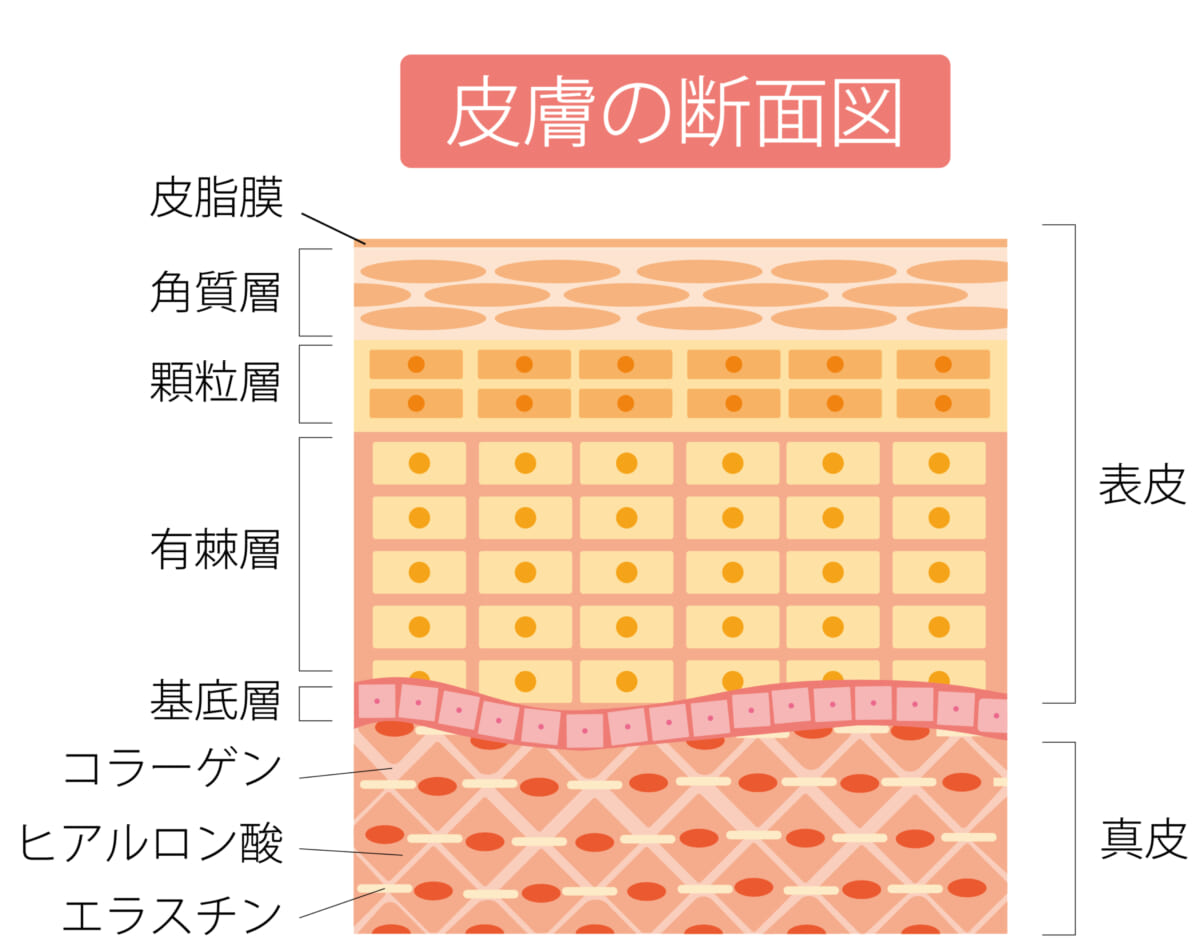 皮膚の断面図 | コーヒーステーション