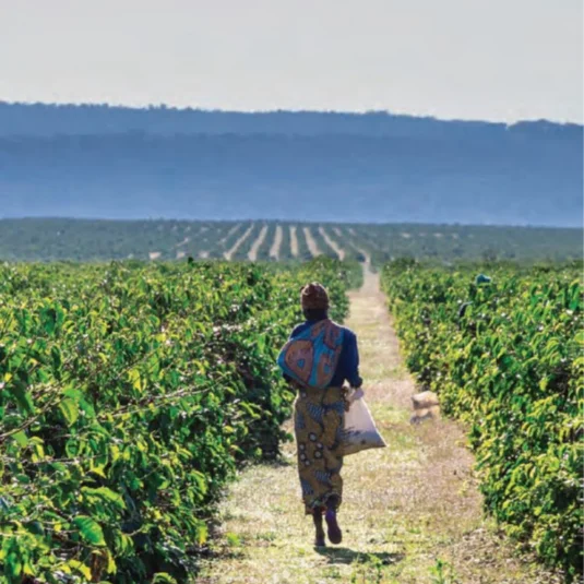 1500855d8b9c6712a6235da82a34d3770da2f56535x535 | コーヒーステーション