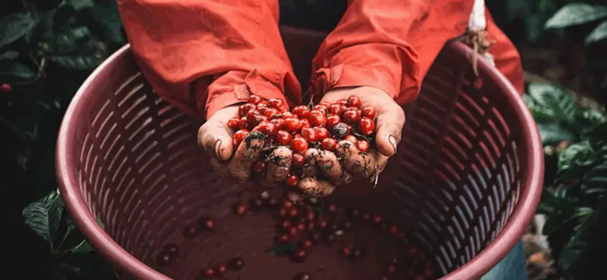 33908161f6fb0d1b4899dc6715b8dd456f2b06011190x550 | コーヒーステーション