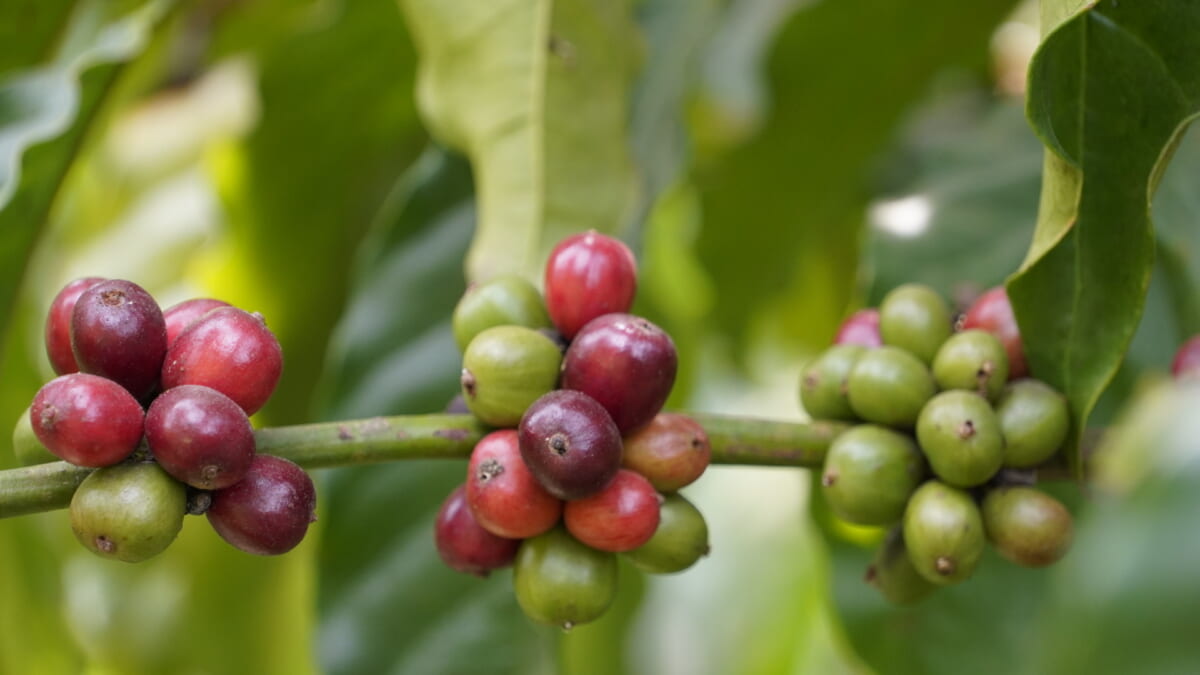 sub7 | コーヒーステーション