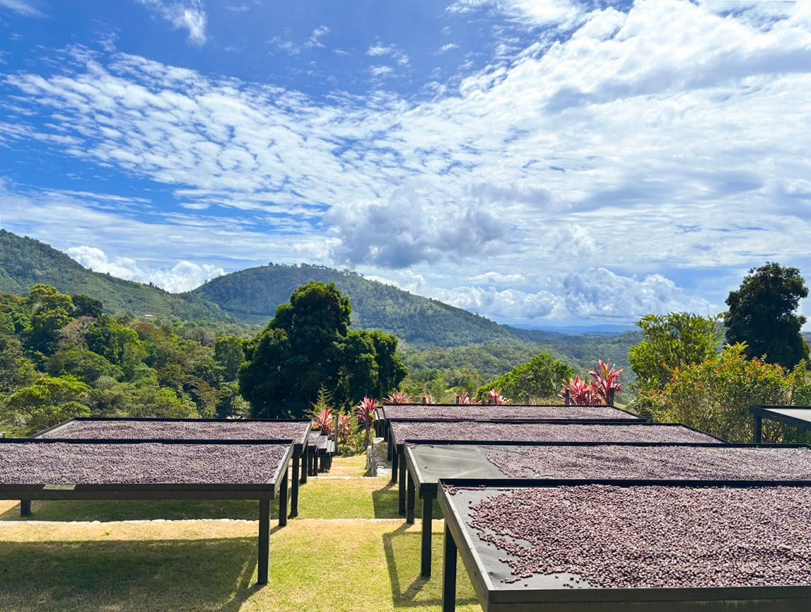 コーヒー豆の乾燥風景