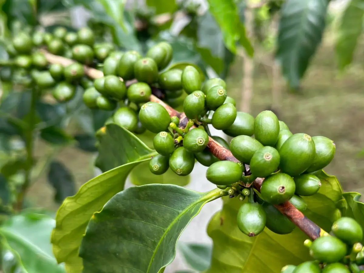 コーヒーノキに実る未熟なコーヒーチェリー