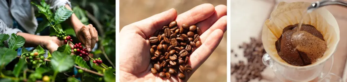 コーヒー豆の収穫から抽出までのイメージ