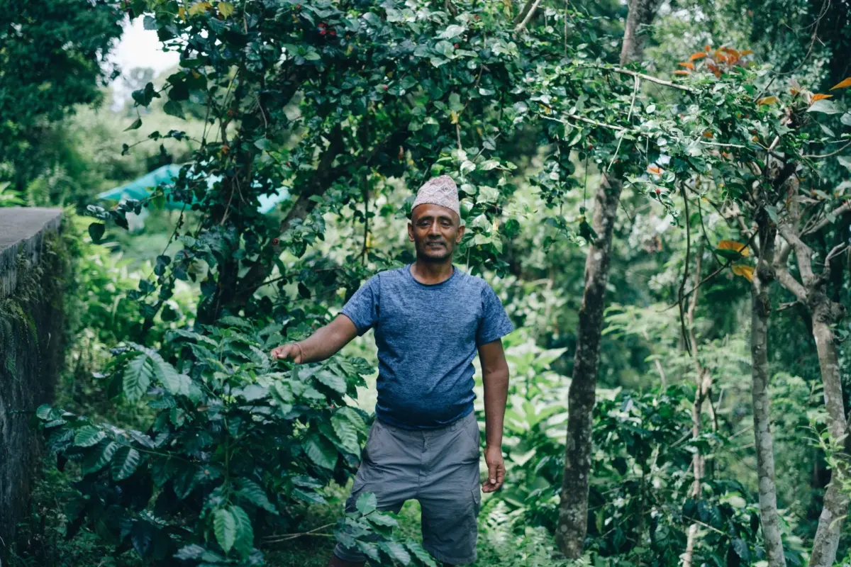 ネパールのコーヒー農園の様子