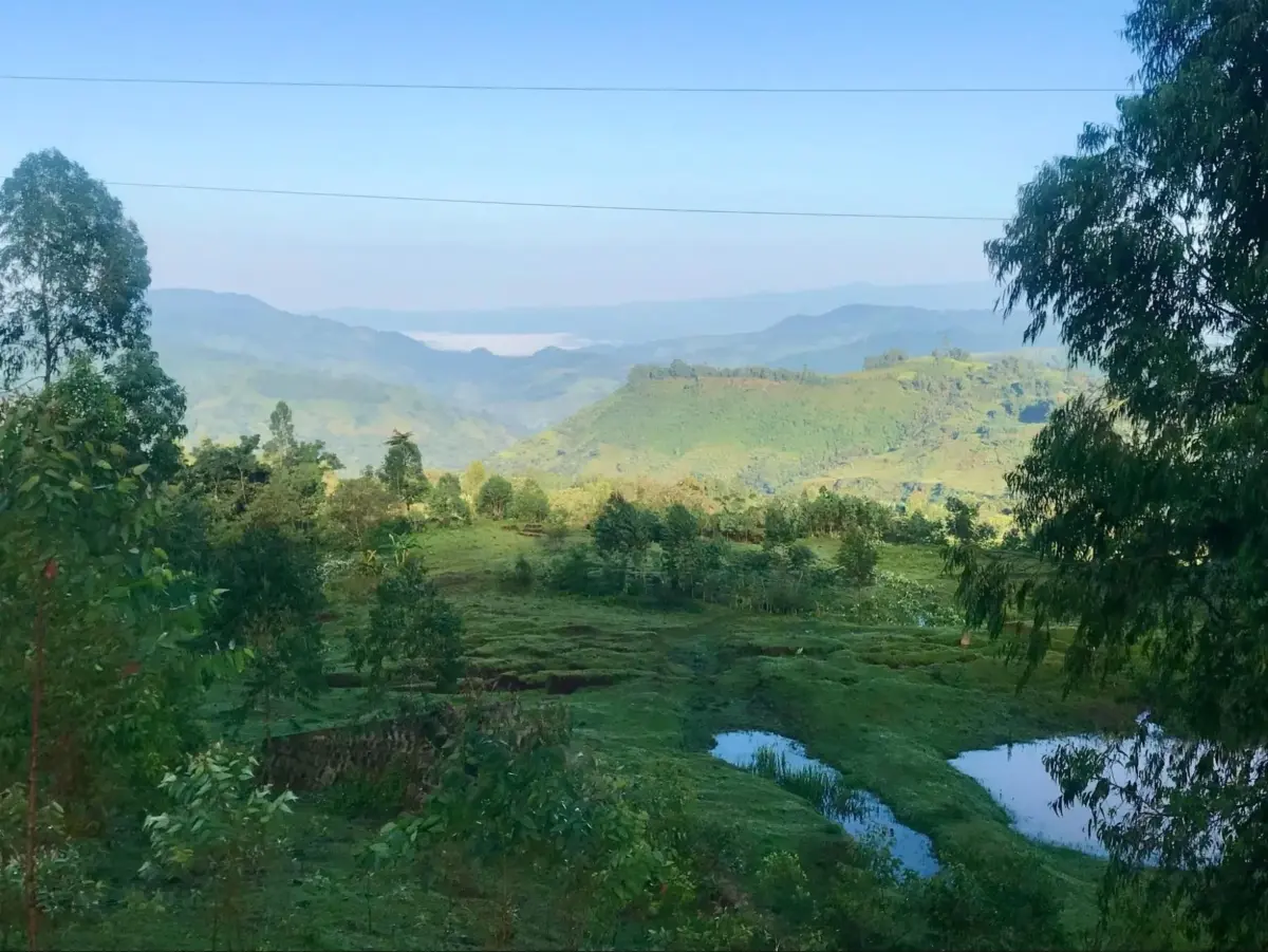 緑豊かな丘陵地帯の風景