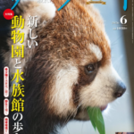 Close up of a red panda chewing a leaf on the cover of a Japanese magazine June 2026 issue with bold vertical article headlines