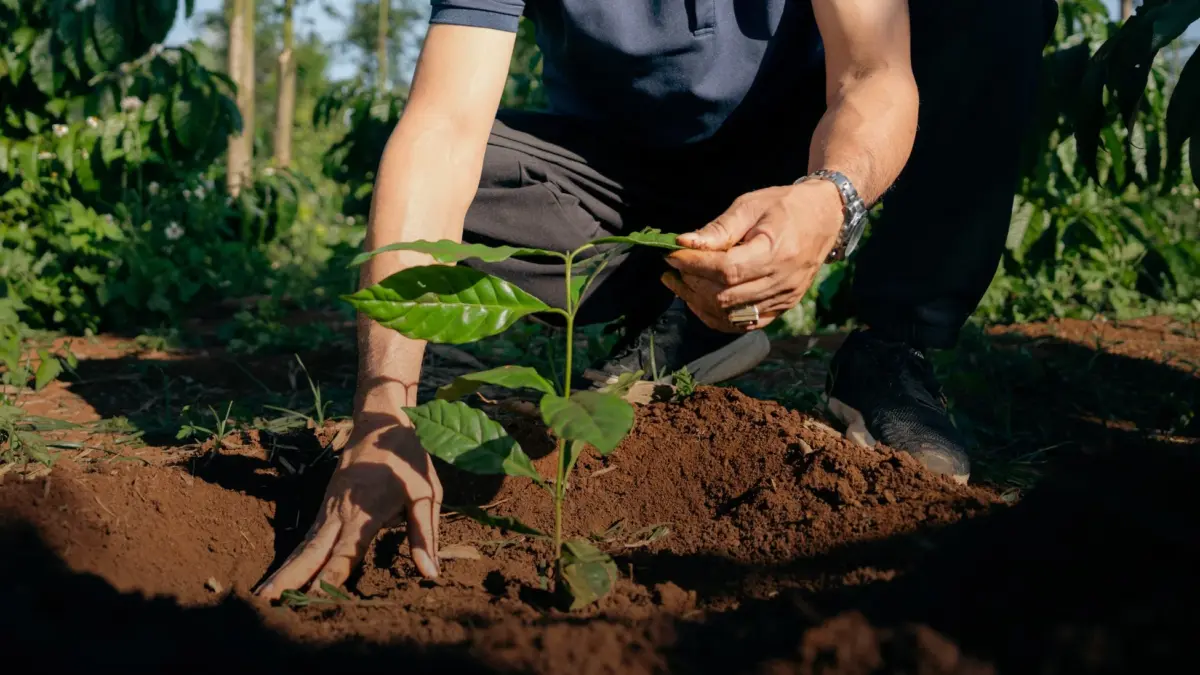 コーヒーノキの苗を植える人物