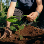 Person kneeling in a garden planting a young tree seedling into the soil with hands guiding it