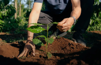 Person kneeling in a garden, planting a young tree seedling into the soil with hands guiding it