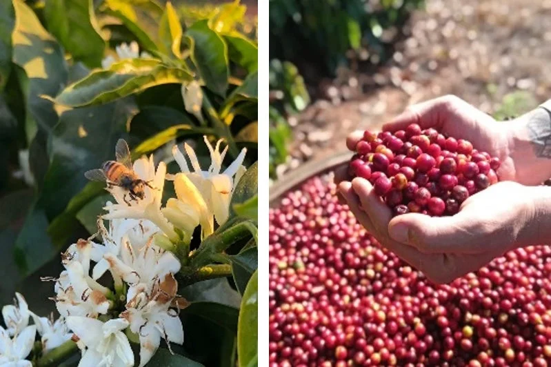 コーヒーの木の開花と実りの段階を示す二分割された画像です。左側では白いコーヒーの花に蜂が止まり、右側では収穫されたばかりの真っ赤なコーヒーチェリーが両手に抱えられています。