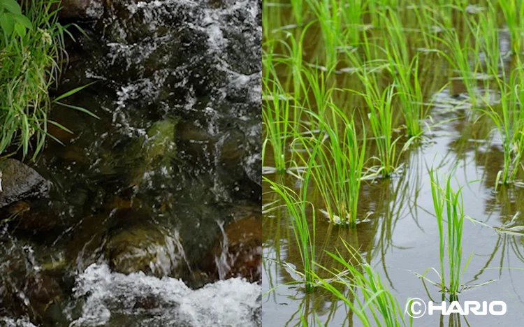 Split image a rocky stream with rushing water on the left and young rice plants growing in a flooded paddy on the right