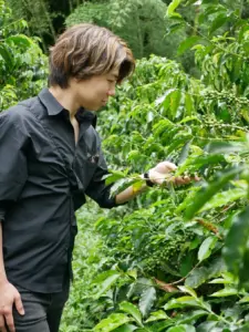 Person in a black shirt inspecting clusters of green coffee cherries on a coffee plant in a lush garden