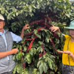Two people stand beside a coffee bush loaded with red cherries touching the branches