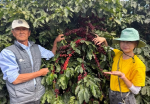 Two people stand beside a coffee bush loaded with red cherries touching the branches