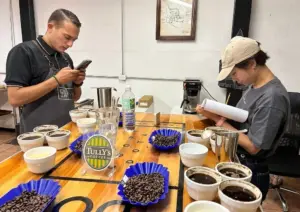 Two people cupping coffee at a tasting table multiple sample cups blue bean trays filled with beans and a Tullys Coffee sign on the table