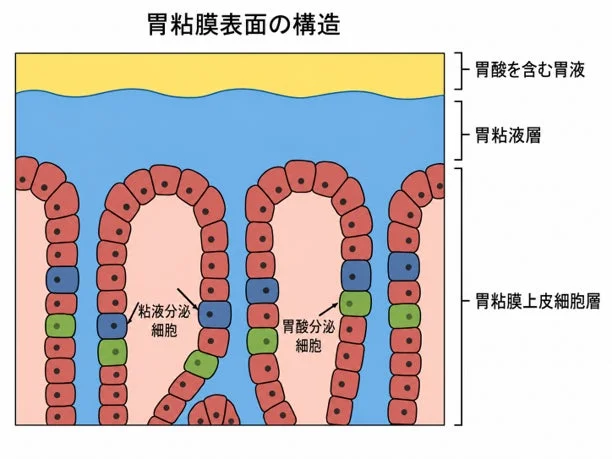 胃粘膜表面の構造