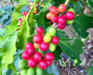 Cluster of red and green coffee cherries on a coffee plant branch with glossy leaves