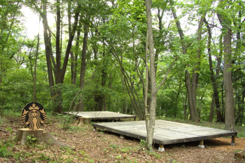 Wooden stage platforms in a green forest a circular sign resembling the Starbucks logo sits on a tree stump