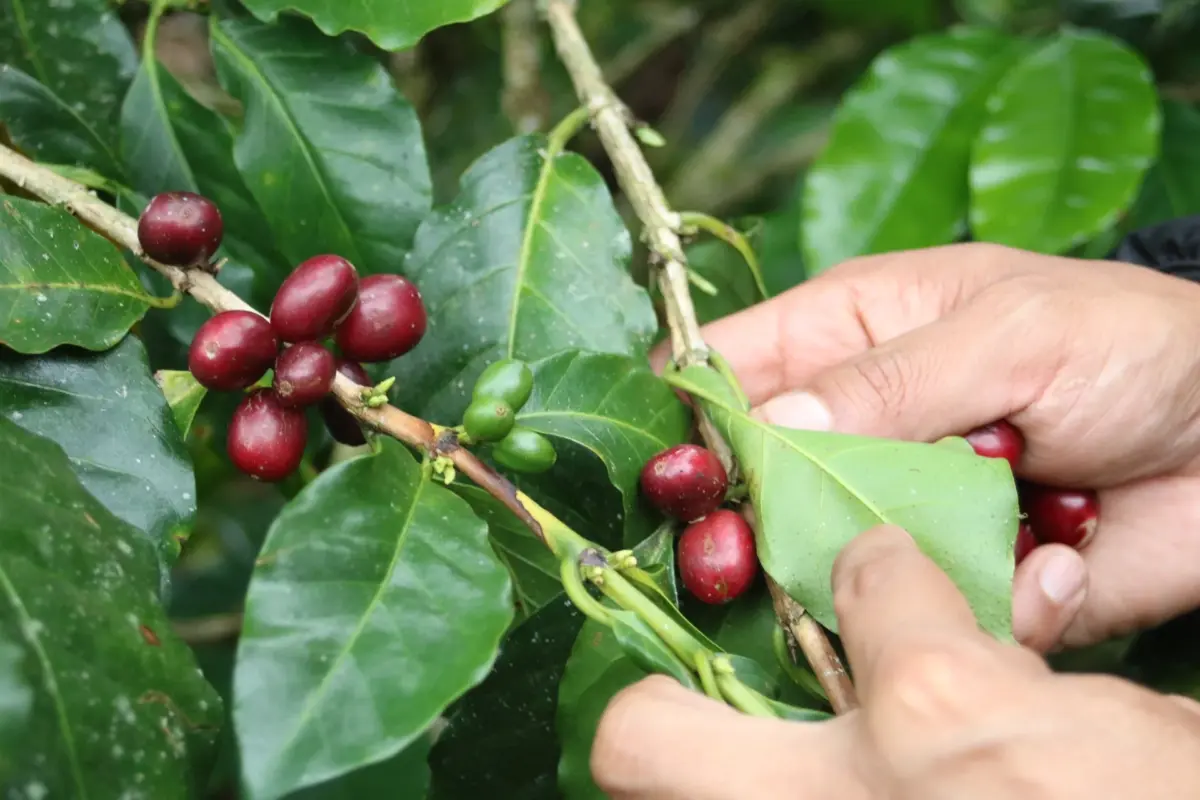コーヒーの木に実った赤く熟したコーヒーチェリー