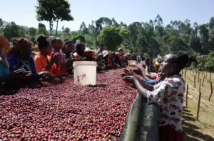 3e44e7dd85baac38e5c920a5aba39eba | コーヒーステーション Community gathers along a long table piled with red coffee cherries sorting them at an outdoor harvest site