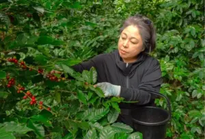 Woman wearing gloves and a black jacket harvests red berries from a leafy shrub placing them into a black bucket beside her