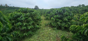 Row of lush coffee plants in a plantation under a cloudy sky