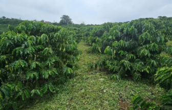 Row of lush coffee plants in a plantation under a cloudy sky