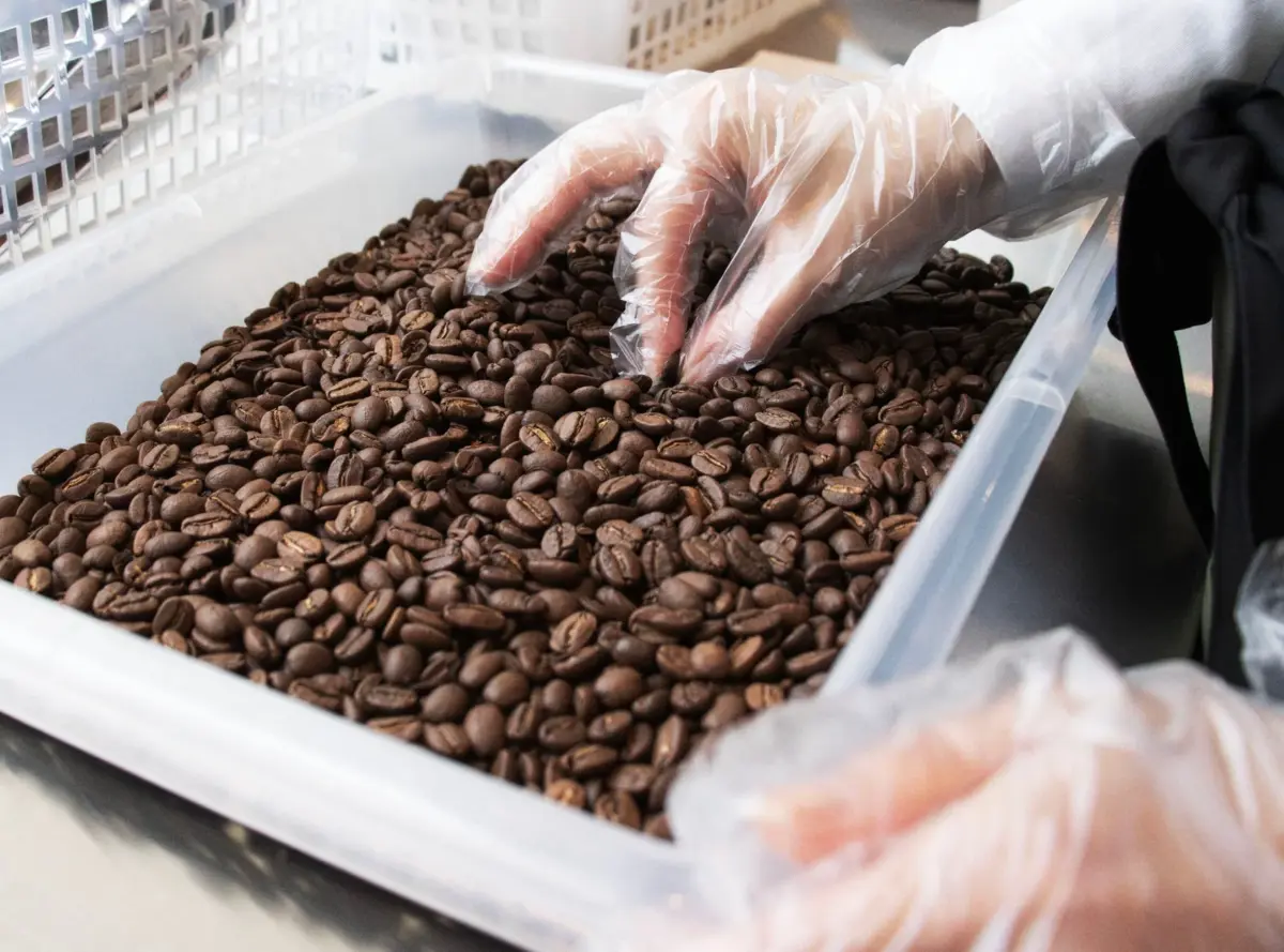 透明な手袋をはめた手が、白い容器に入った大量の焙煎コーヒー豆を扱っている様子が写っています。コーヒー豆の品質管理や準備作業を示唆する画像です。