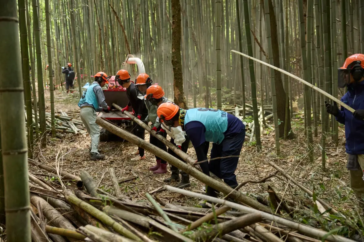 竹林整備作業の様子
